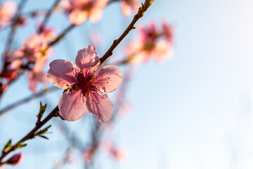 Peach blossoms blooming in the spring garden, China