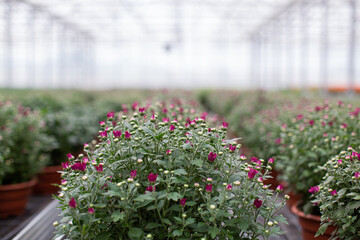greenhouse with flowers