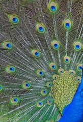 Obraz premium Colorful green and blue male peacock bird with its plume feathers tail fully opened