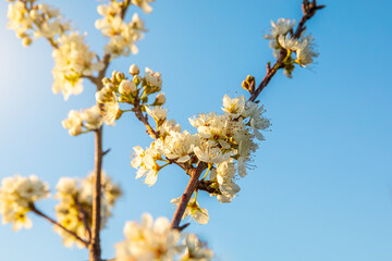 Peach blossoms blooming in the spring garden, China