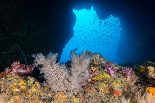 The opening of underwater cave covered with corals (Mergui archipelago, Myanmar)