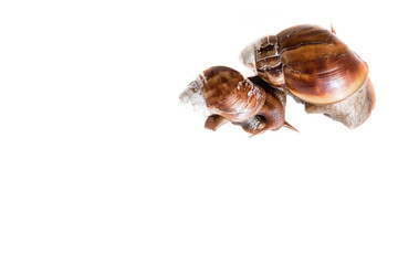 advertising photo of snails for billboard with empty space for text