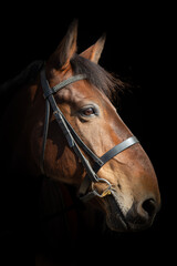 Fototapeta premium portrait of a horse
