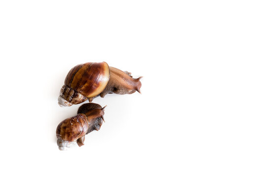 Close Up Snails Isolated On White Background, A Little Snails By Macro Photography Cut Out Technique With Clipping Path. Space For Text.