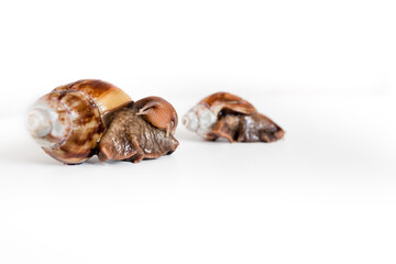 Two snails on a white background first in Focus the other blurred. There is free space for text