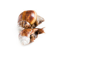 Helix Pomatia Snail with brown striped shell, crawl isolated on a white background Helix Pomatia Burgundy Roman, Escargot. space for text