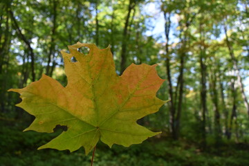 The first colors of autumn