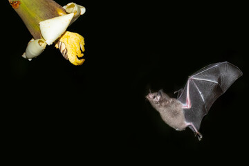 Pallas's long-tongued bat (Glossophaga soricina) is a South and Central American bat with a fast...