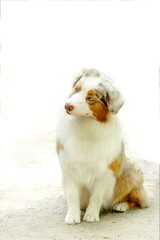young dog of the breed Australian Shepherd Aussie light with red markings on a light background sits
