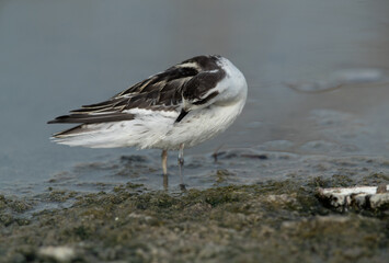 Obraz premium Red-necked phalarope preening at Asker Marsh, Bahrain