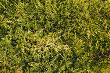 The texture of a beautiful, green, yellow arborvitae, cypress with long needles close-up. Garden plant, bush.