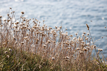 Small wild flowers by the sea