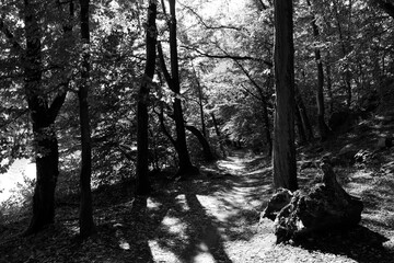 Romantic old big Trees in virgin Forest about River Sazava in Central Czech