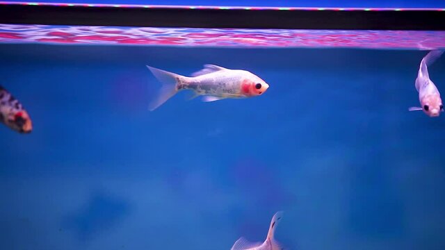 Shubunkin fish swimming backward and forward randomly through the frame in their freshly set aquarium tank.