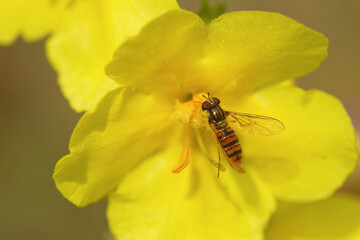 Hainschwebfliege (Episyrphus balteatus)