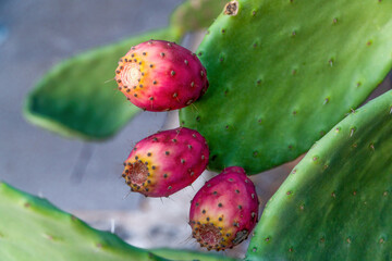 Three prickly pears, fuchsia fruits on the blades of cactus