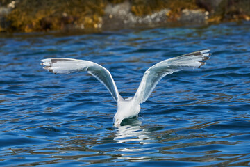 white seagull pecks something out of the water