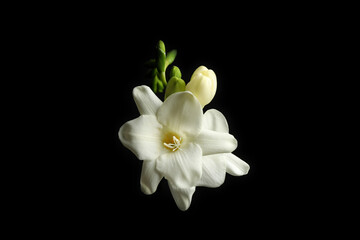 Beautiful white freesia flowers on black background