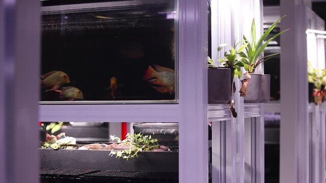 Gorgeous aquarium fish swimming together in newly installed fish tanks. Fish tanks all stacked in a row for optimum care and quality control.