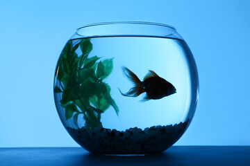 Silhouette of goldfish in round aquarium with decorative plant and pebbles on blue background