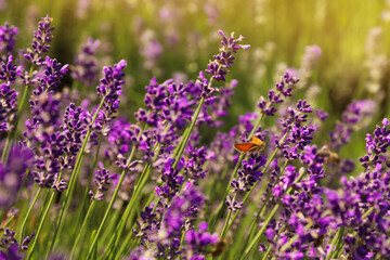 Beautiful butterfly in blooming lavender field on summer day, closeup