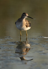 Wood Sandpiper at Asker marsh, Bahrain