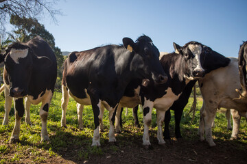 Close up wide-angle image of a herd of Friesland cows in a meadow on a dairy farm