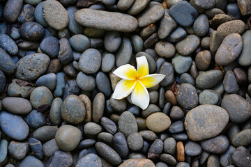 A plumeria flower on the rocks