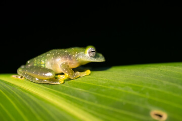 Sachatamia albomaculata is a species of frog in the family Centrolenidae. It is found in Honduras, Costa Rica, Panama, western Colombia, and northwestern Ecuador