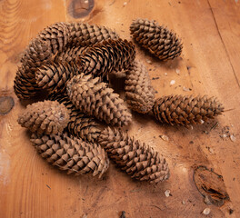 Lot of pine cones