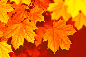 Naklejka na ściany i meble autumn landscape with bright colorful foliage. Indian summer.