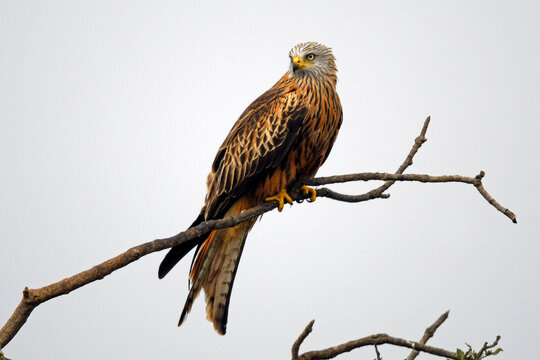 Red kite / Rotmilan, Roter Milan (Milvus milvus)