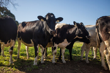 Close up wide angle view of Friesland cows in a meadow on a dairy farm.