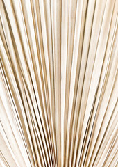 Abstract texture background of dry  pampas palm leaf.