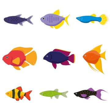 Aquarium freshwater fish set vector.