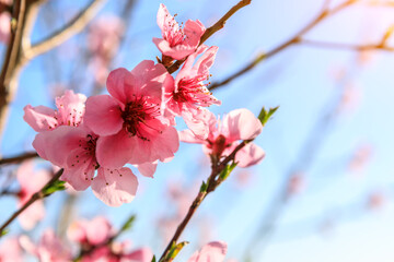 Peach blossoms blooming in the spring garden, China