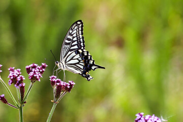 花の蜜を吸うアゲハチョウ