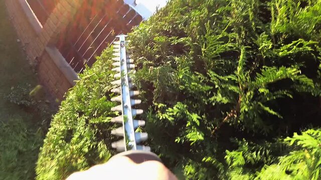 Thuja Bush Trimming with Electric Hedge Trimmers POV Slow Motion