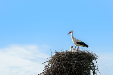 White stork with Chicks in the nest