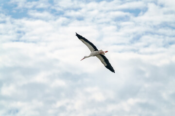 White stork flying in the blue sky