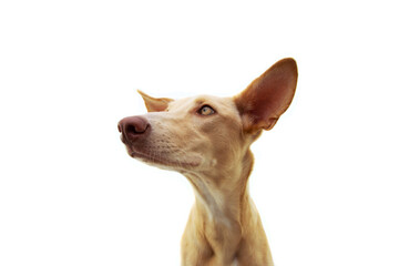 Profile hound puppy dog with big ears up listenning. Isolated on white background.
