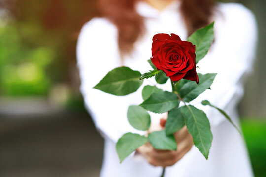 close up of young woman hand holding red rose flowers on outdoor background.