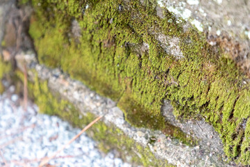 石壁に生える苔
