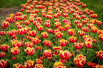 beds with tulips