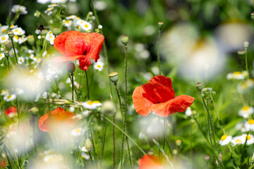 Red poppy flower on dark green background summer time