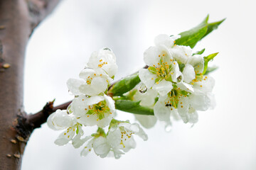 The world of flowering plants