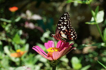Fototapeta na wymiar A Butterfly on pink flowers in garden.