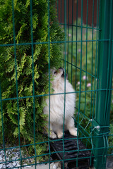 Close up of a Pomeranian spitz puppy sitting in the garden behind fence in summer sunny day and howling