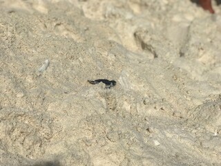crab on the sand