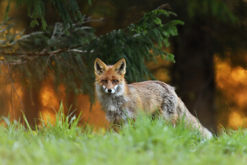 red fox at sunset in the forest
